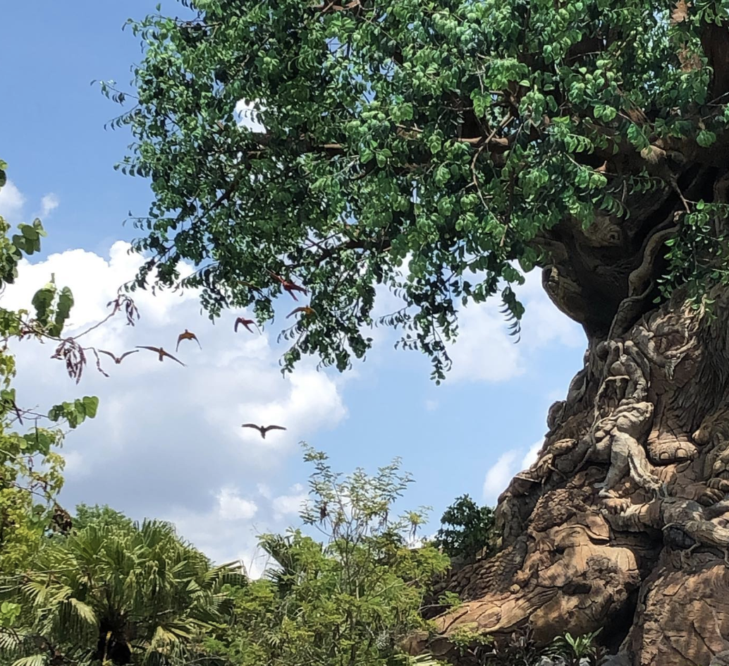 best amusement parks in north america, disney animal kingdom in orlando