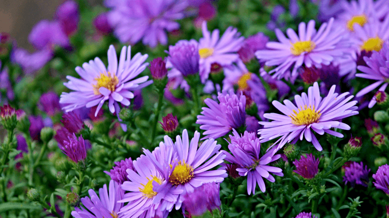 field of purple aster flowers